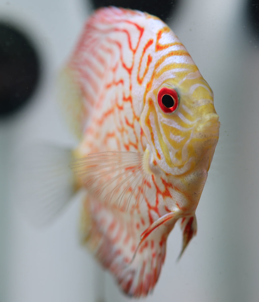 White Pigeon Discus