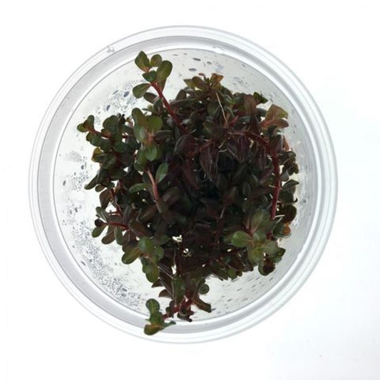 Rotala 'Rotundifolia - Colorata' TC