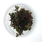 Rotala 'Rotundifolia - Colorata' TC