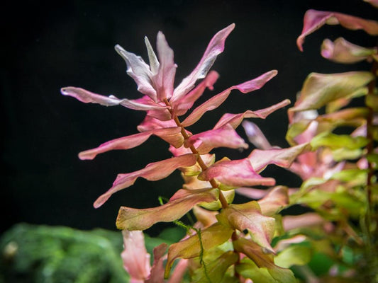 Rotala 'Macaranda'