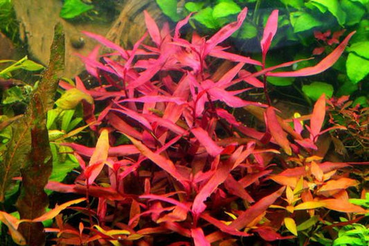 Sao Paulo 'Persicana'