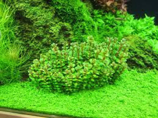 Rotala 'Bonsai Indica'