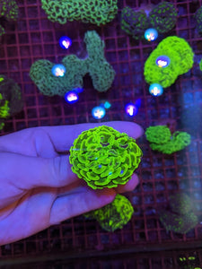 Ultra Green Hammer Coral