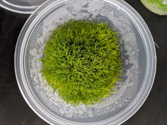 Riccia Fluitans TC