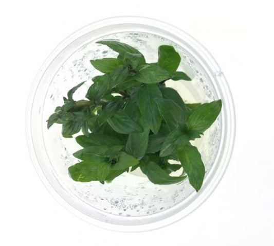 Staurogyne Repens TC