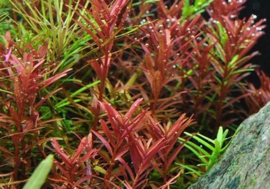 Rotala 'Colorata'