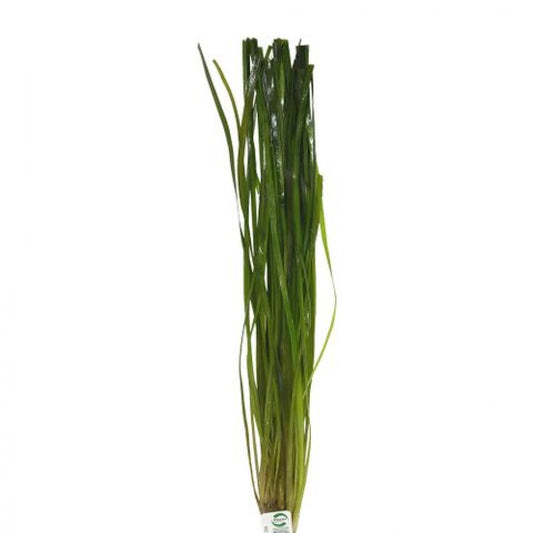 Vallisneria 'Thin'