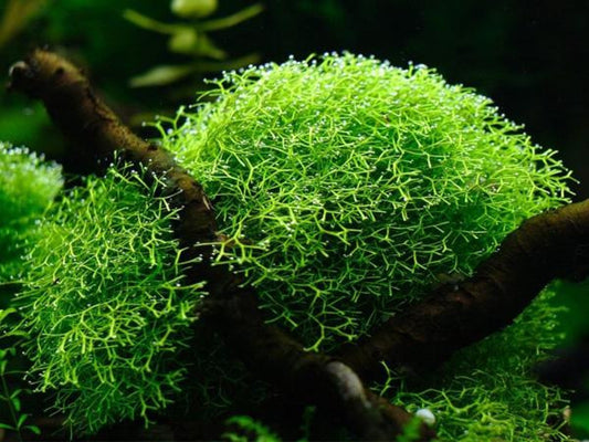 Riccia Fluitans TC