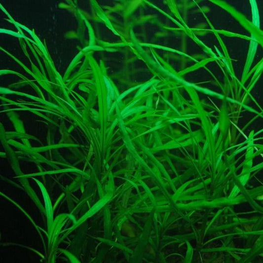 Willow Leaf 'Hygrophilia Salici'