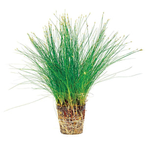 Hairgrass