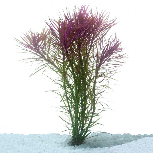 Pogostemon Stellata