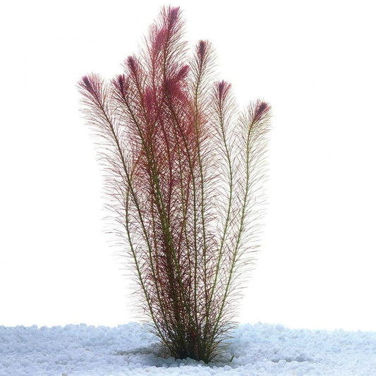 Rotala 'Wallichii'